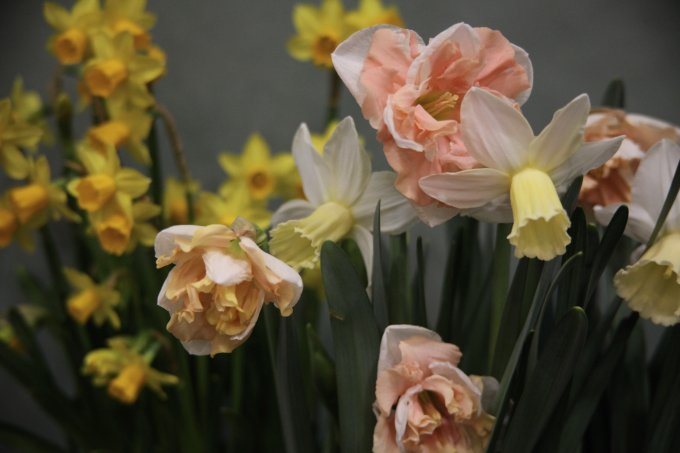 Nos plantes préférées du printemps